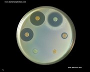 antibiotic disk test